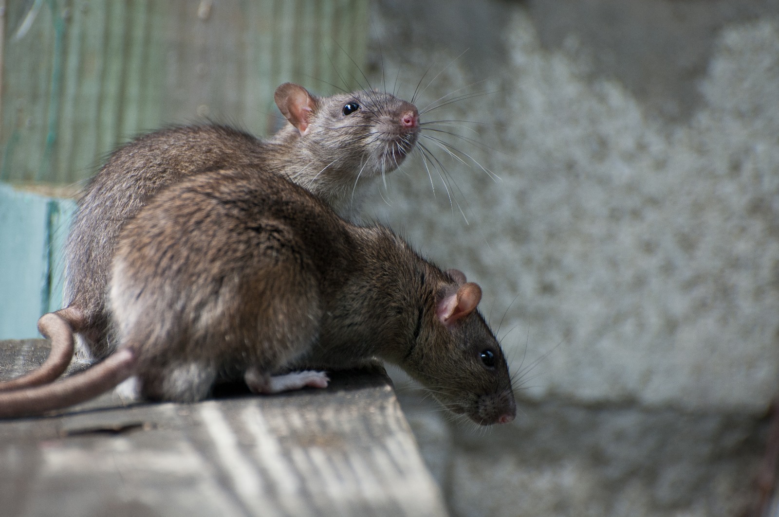 Rodent control in Meath and Louth