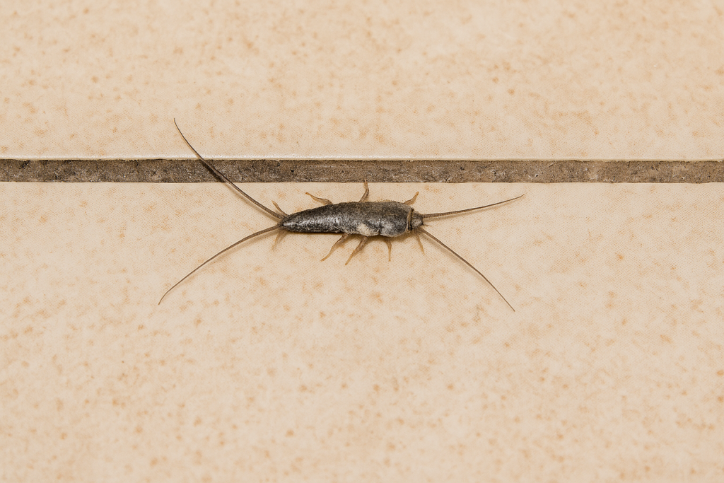 Close-up image of a silverfish crawling across beige ceramic floor tiles. The insect’s long antennae and silvery, tapered body are clearly visible, highlighting typical indoor movement patterns.