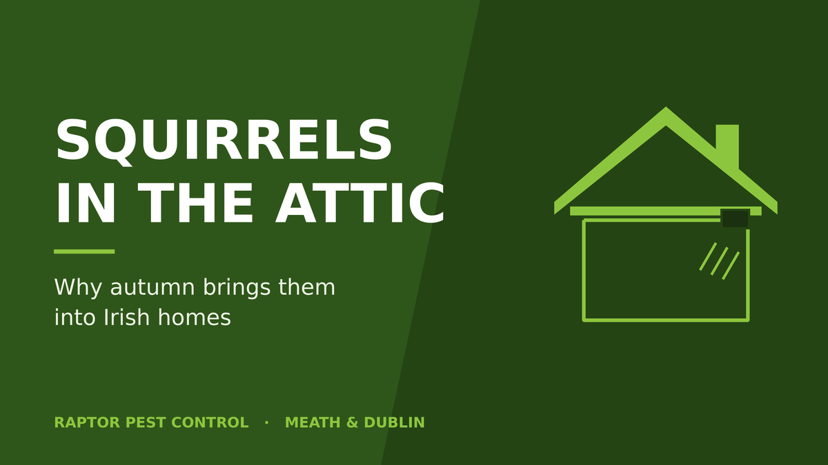 Squirrels in the attic: roofline gap and gnaw damage on a Meath home